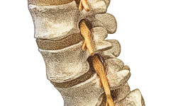 wirbelsaele-rueckenmark
